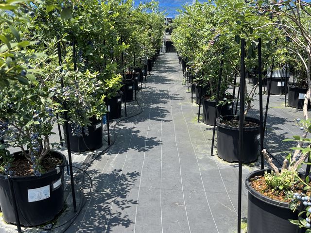 ���̗l�q_AWA Blueberry�t�@�[��