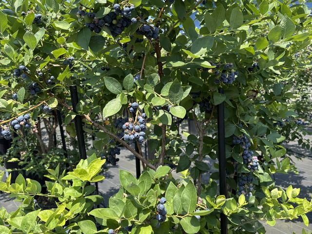�u���[�x���[���A�����ς��I_AWA Blueberry�t�@�[��