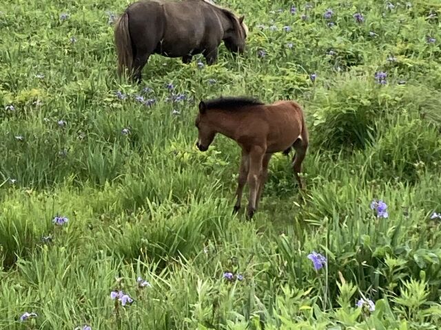 �|�j�[�̐e�q_�k�������ԉ�