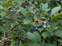 YANAGIHARA����̃t���[�c�X���@���_��ւ̓��e�ʐ^1