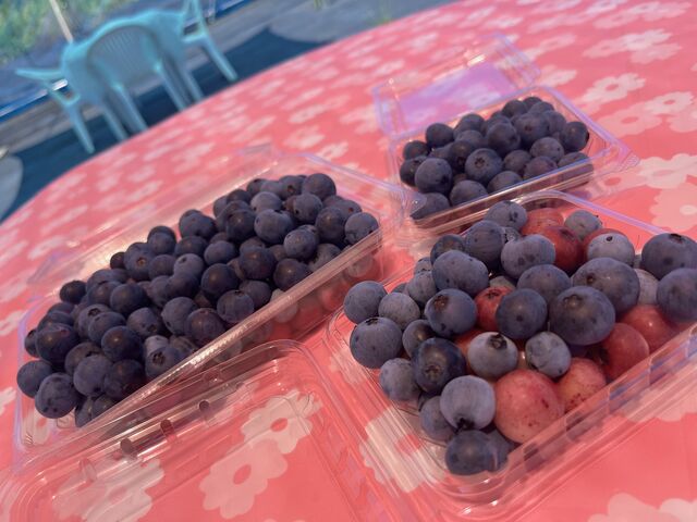 100G��2�p�b�N�̓Z�b�g�i�B�傫���p�b�N�͕ʗ���_Blueberry Farm HAMANAKO