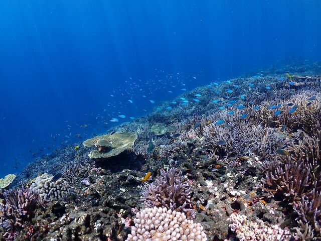 �g�������Ă��C���͉��₩�B_�ɗǕ����c�A�[�@�}�J�i