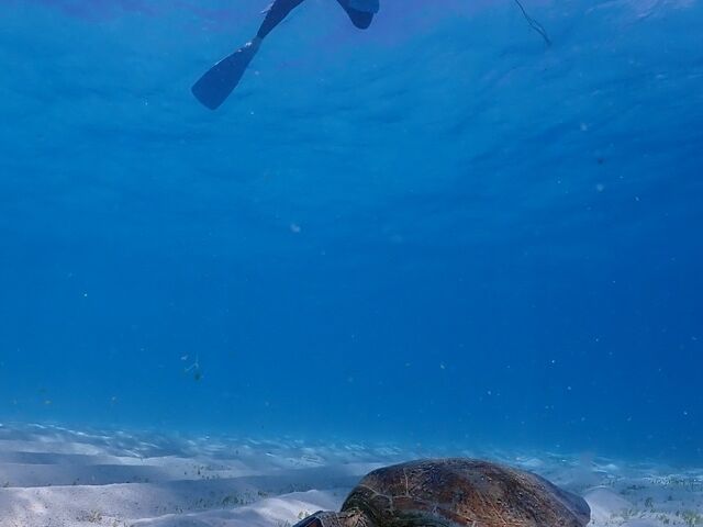 �C�T�Ƃ��B���Ă��炦�܂���!_�ɗǕ����c�A�[�@�}�J�i