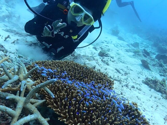 �P�Q�΂̑��q�̓T���S�ɂ����ɑ勻���B_�_�C�r���O�T�[�r�X�ɊC