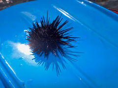 ق̐-Vm[PKChX-ւ̓eʐ^2