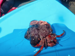 ق̐-Vm[PKChX-ւ̓eʐ^3