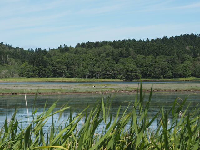 ���U�z���ł��B�����̃^���`���E�����܂����B_�ΎU�z���E���U�z��