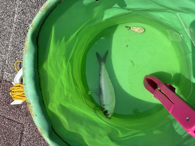 {ɎԂłł܂BꉞR͎Ă܂͎g܂łB_LUREMAN