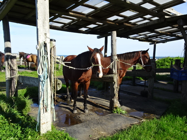 nȋ߂Ō@܂ȂłˁBMdłB_kmV[TChCnNu