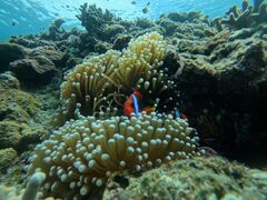 mr̐Ί_ ADVENTURE PiPiւ̓eʐ^1