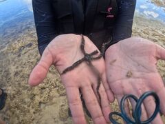 LaoLao̐Ί_ ADVENTURE PiPiւ̓eʐ^2