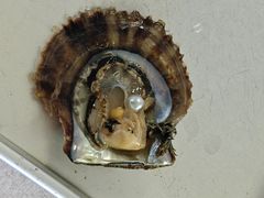 R[q[̐^H[@^̗ւ̓eʐ^2