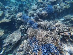 ͂邹̐Ί_ ADVENTURE PiPiւ̓eʐ^2