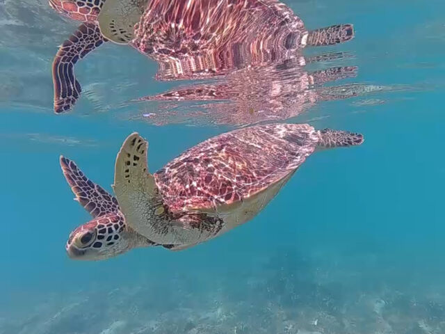 �ꏏ�ɉj���ł��ꂽ�T����ł��B_SEADAYS AMAMI