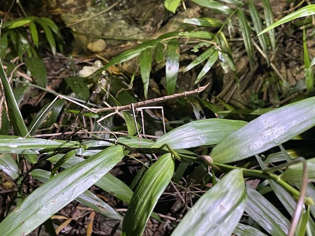 �i�i�t�V_��[��[�����