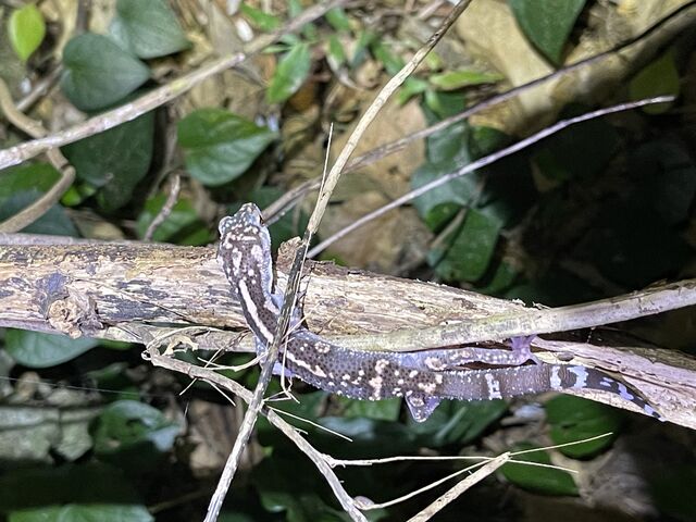 �V�R�L�O���̃g�J�Q_��[��[�����