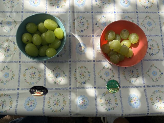 �Ԃǂ��̎��H���ł��܂�_���c�_��