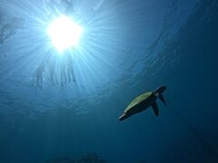 Ã}Nu Gigiւ̓eʐ^1