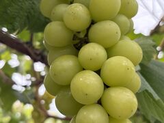 aaa����̉F�s�{�Ԃǂ��̓m�ւ̓��e�ʐ^1