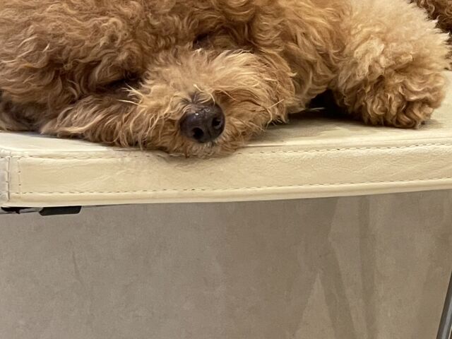 �Ŕ��̃��C�`���ׂɗ��Ă��Ƃ��Ƃ��Ă܂����I�Q��������[�I_���J�t�F�炢��