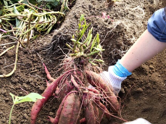 �g�͂邩_�Ƃ��݂�_��