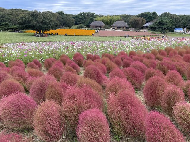 �R�L�A�ƃR�X���X��x�ɐF�X�ȐF�̃n�[���j�[_���c�Ђ����C�l����