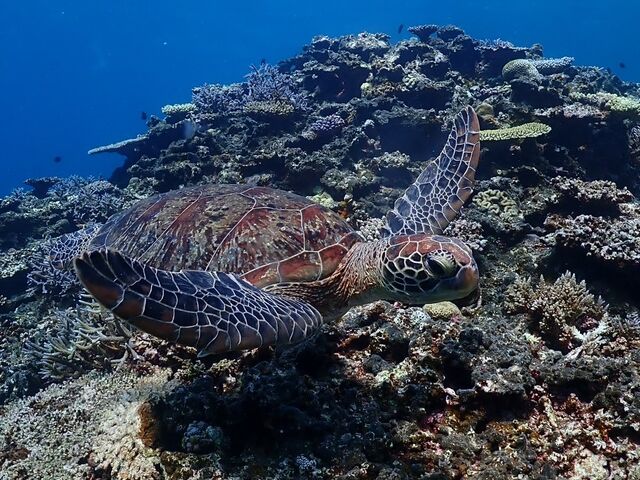 �䂤�䂤�Ɖj���A�I�E�~�K��_�ɗǕ����c�A�[�@�}�J�i