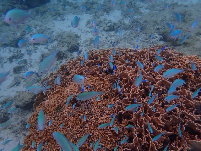 �M�ы�_�s���A���n�@�_�C�r���O�T�[�r�X