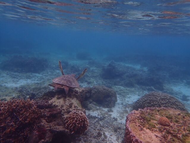 �E�~�K������_�s���A���n�@�_�C�r���O�T�[�r�X