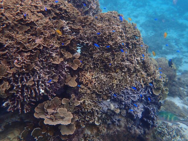 �T���S�ƔM�ы�_�s���A���n�@�_�C�r���O�T�[�r�X