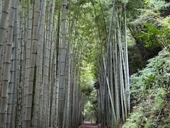 �ق˂���̋����S�q�g���p���Ղւ̓��e�ʐ^1