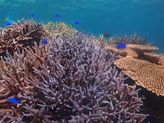 ݁[񂳂̈ɗǕ}cA[ One By Oneւ̓eʐ^3