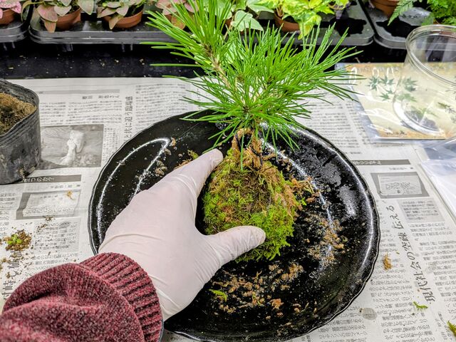 �ȒP�ɍ��Ă��y�Y�ɂȂ�܂����I_���S��