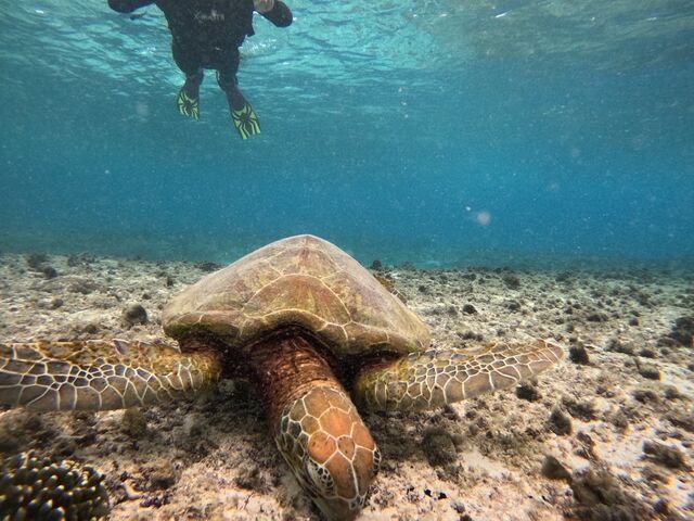 �E�~�K���ƃc�[�V���b�g_�C�P�����p���_�C�X �{�Ó�