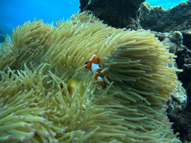 ���킢���j��_�C�P�����p���_�C�X �{�Ó�