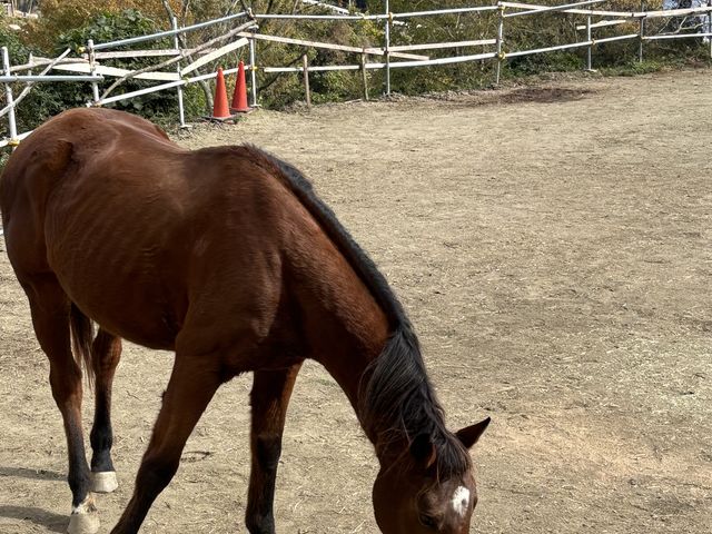 �H�ׂ镨��T���Ă�i�b�c�����B_����z�[�X�����h