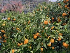 IO䎛K[fze͂₵̎ʐ^1