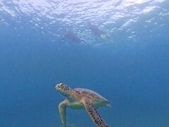 LOUTRE ISHIGAKI̎ʐ^1