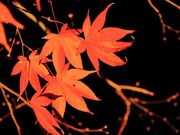 �Ƃ�����񂳂�̖�F�����̓��e�ʐ^1