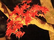 �Ƃ�����񂳂�̖�F�����̓��e�ʐ^2