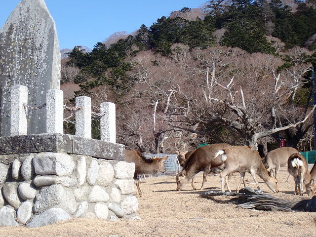 �}�C�a�n�n����̎��R�����̓��e�ʐ^1