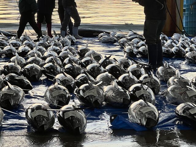 ����̕��ׂ��Ă���}�O���B_Stella Locals �ߒq���Y