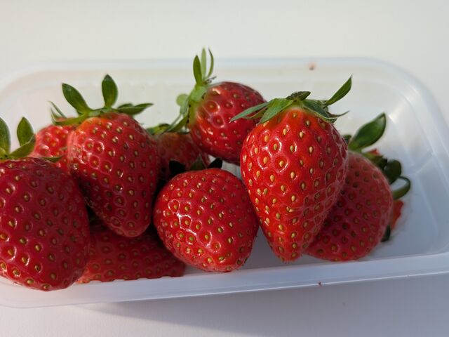 �^���Ԃł��I_���E�t���[�Y