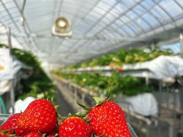 ���n�����_�������_�� �����