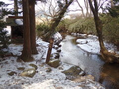 �}�C�a�n�n����̃J�b�p���ւ̓��e�ʐ^1