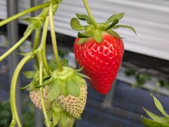 �Ïn�������� �W�W���̎ʐ^1