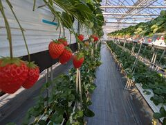 �Ïn�������� �W�W���̎ʐ^2