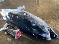 Stella Locals �ߒq���Y�̎ʐ^3