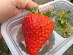 あゆちゃんさんのオアシスファーム町田への投稿写真1