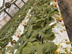 �ӂ݂���̔M�c�_�� strawberry54�ւ̓��e�ʐ^1